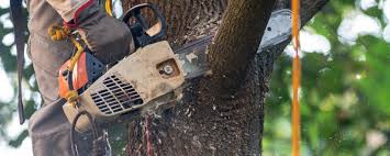 Professional Tree Care  in Mount Jackson, VA