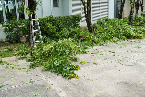 How Our Tree Care Process Works  in  Mount Jackson, VA